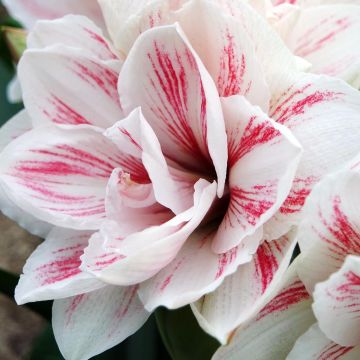 Amaryllis Aquaro - Hippeastrum