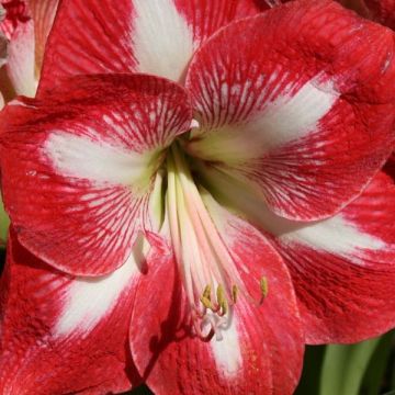 Amaryllis Minerva - Hippeastrum