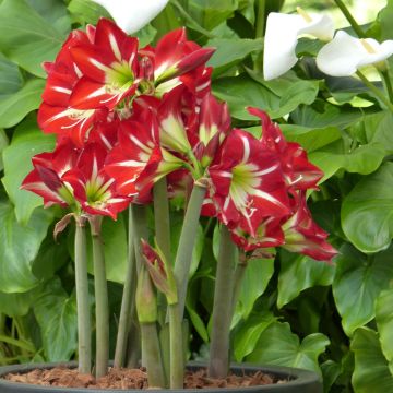 Amaryllis Balentino - Hippeastrum sonatini