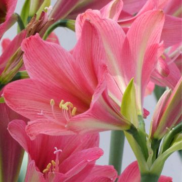 Amaryllis Sweet Sixteen - Hippeastrum sonatini