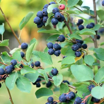 Amelanchier alnifolia Smoky - Guillomo de Saskatchewan