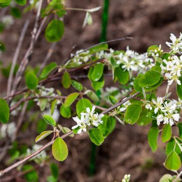 Amelanchier alnifolia Thiessen - Guillomo de Saskatchewan