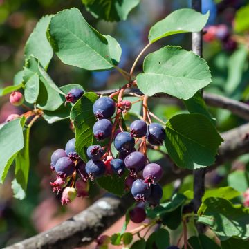 Amelanchier alnifolia GreatBerry Farm