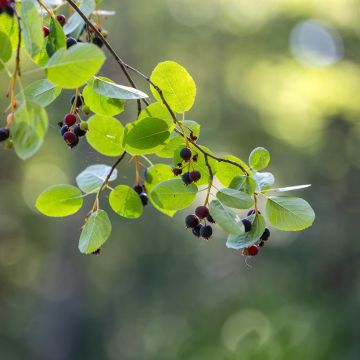 Guillomo de Saskatchewan Saskatoon Berry - Amelanchier alnifolia