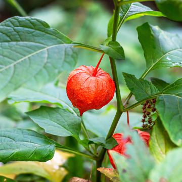 Physalis alkekengi - Linterna china