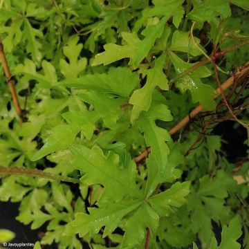 Ampelopsis aconitifolia - Vid de fraternidad