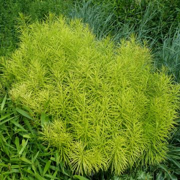 Amsonia hubrichtii - Estrella azul de Threadleaf