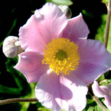 Anemone tomentosa Septemberglanz