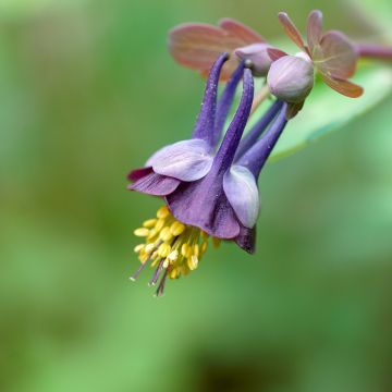 Aquilegia viridiflora