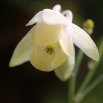 Aquilegia flabellata var. pumila Alba