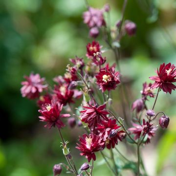 Aquilegia vulgaris Ruby Port