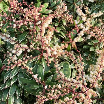 Pieris japonica Little Goldy - Andrómeda