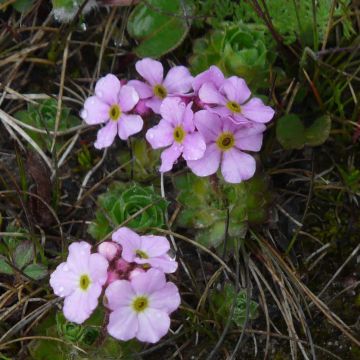 Androsace sempervivoides - Androsela