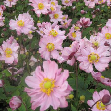 Anemone hupehensis Fantasy Pocahontas - Anémona del Japón