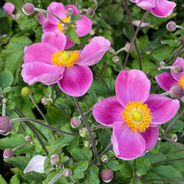 Anemone (x) hybrida Royal Pink