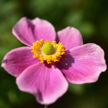 Anemone hupehensis Alando Rose - Anémona del Japón