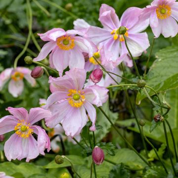 Anemone hupehensis Crispa - Anémona del Japón