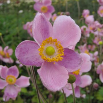 Anemone hupehensis Little Princess - Anémona del Japón