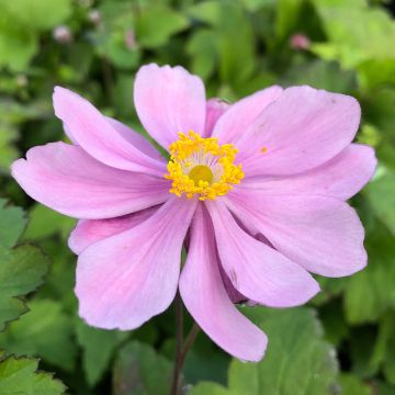 Anemone hupehensis Pamina - Anémona del Japón