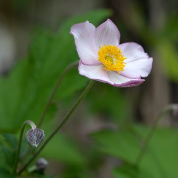 Anemone Hadspen Abundance