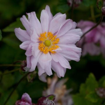 Anemone Mont Rose