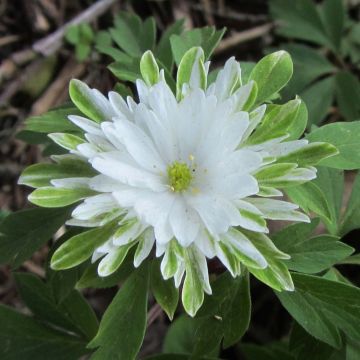 Anemone nemorosa Bracteata Plena - Anémona de bosque