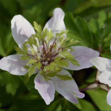 Anemone nemorosa Green Fingers - Anémona de bosque