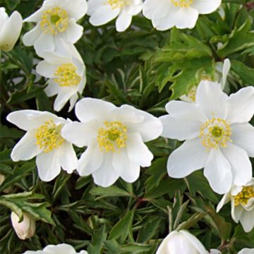 Anemone nemorosa Leeds' Variety - Anémona de bosque