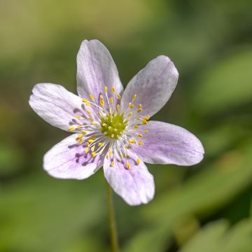 Anemone nemorosa Marie-Rose - Anémona de bosque