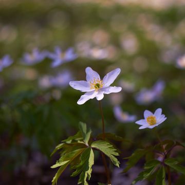 Anemone nemorosa Robinsoniana - Anémona de bosque