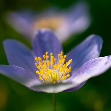 Anemone nemorosa Royal Blue - Anémona de bosque