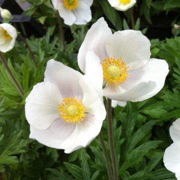 Anemone sylvestris - Anémona de verano