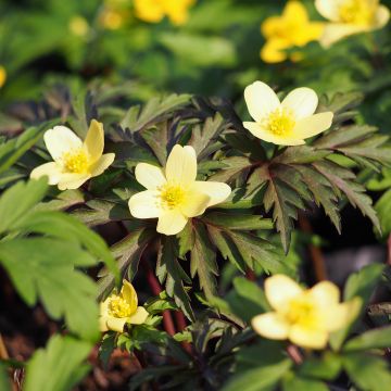 Anemone lipsiensis