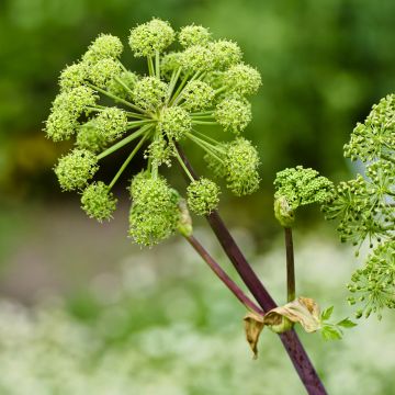 Angélica - Angelica archangelica