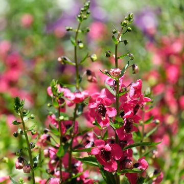 Angelonia angustifolia Archangel Cherry Red