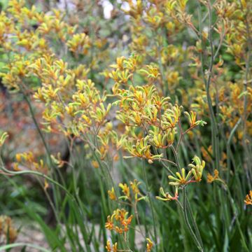 Anigozanthos flavidus Bush Bonanza