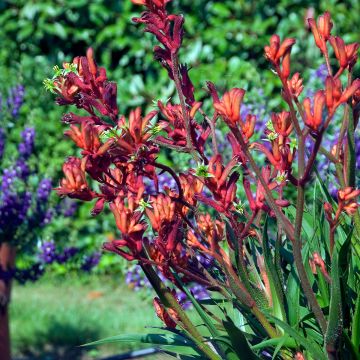 Anigozanthos flavidus Bush Inferno