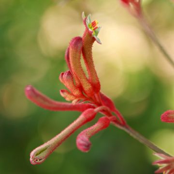 Anigozanthos flavidus - Pata de canguro