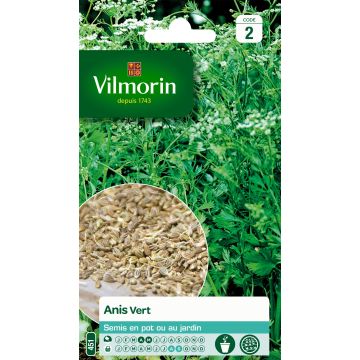 Anís - Vilmorin - Pimpinella anisum