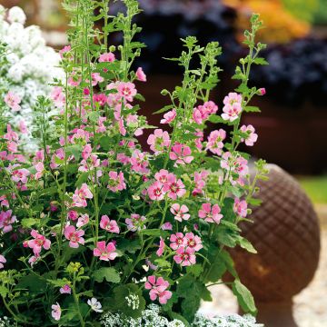 Anisodontea Lady in Pink