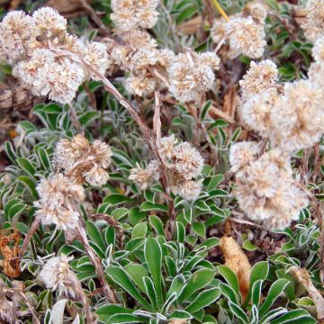 Antennaria dioica var. borealis - Pie de gato