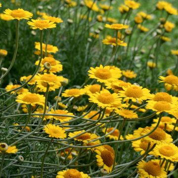 Anthemis tinctoria Kelwayi - Camomila amarilla