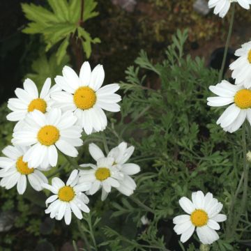 Anthemis carpatica Karpatenschnee