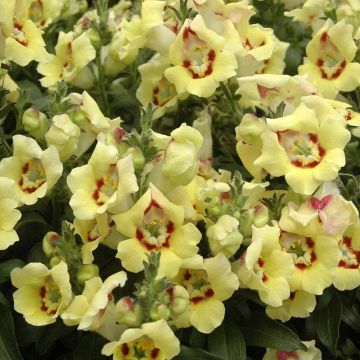 Antirrhinum Fruit Salad Up Yellow