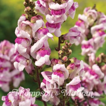 Antirrhinum Nanum Bronze Dragon