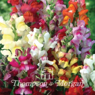 Antirrhinum Circus Clowns