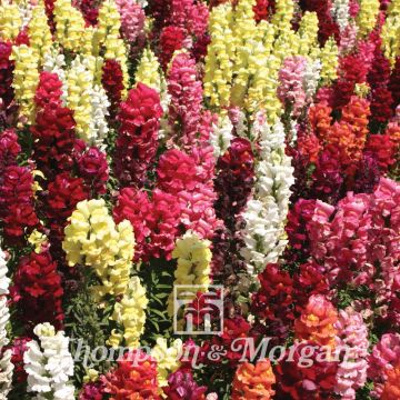 Antirrhinum Nanum Dwarf Bedding Mixed