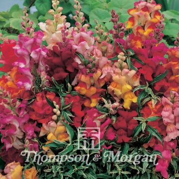 Antirrhinum Frosted Flames