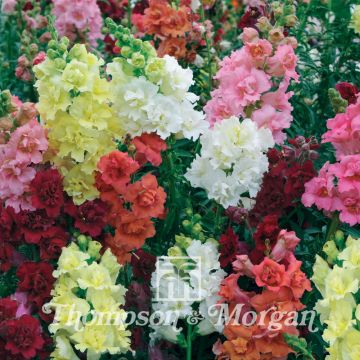 Antirrhinum Double Madame Butterfly Mixed