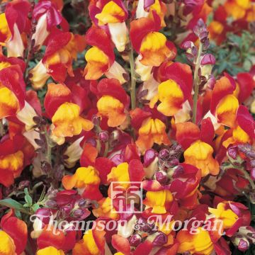 Antirrhinum Nanum Rembrandt